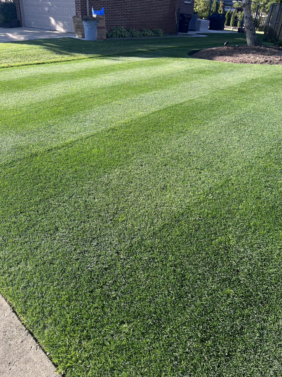 Lush green lawn results — DoctorLawn