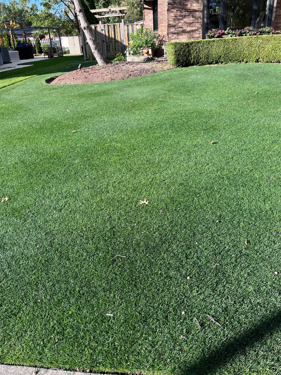 Thick, healthy backyard lawn — DoctorLawn