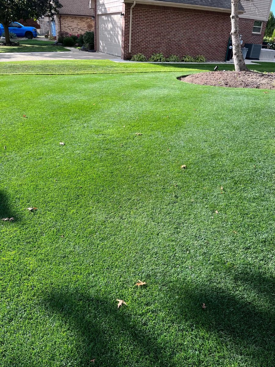 Healthy front yard lawn — DoctorLawn