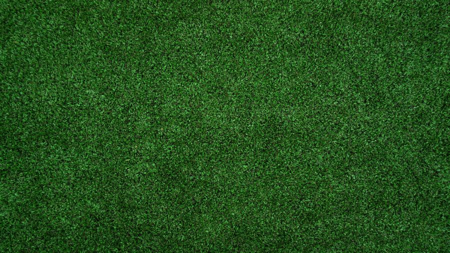 Thick, healthy green lawn after fertilization treatment