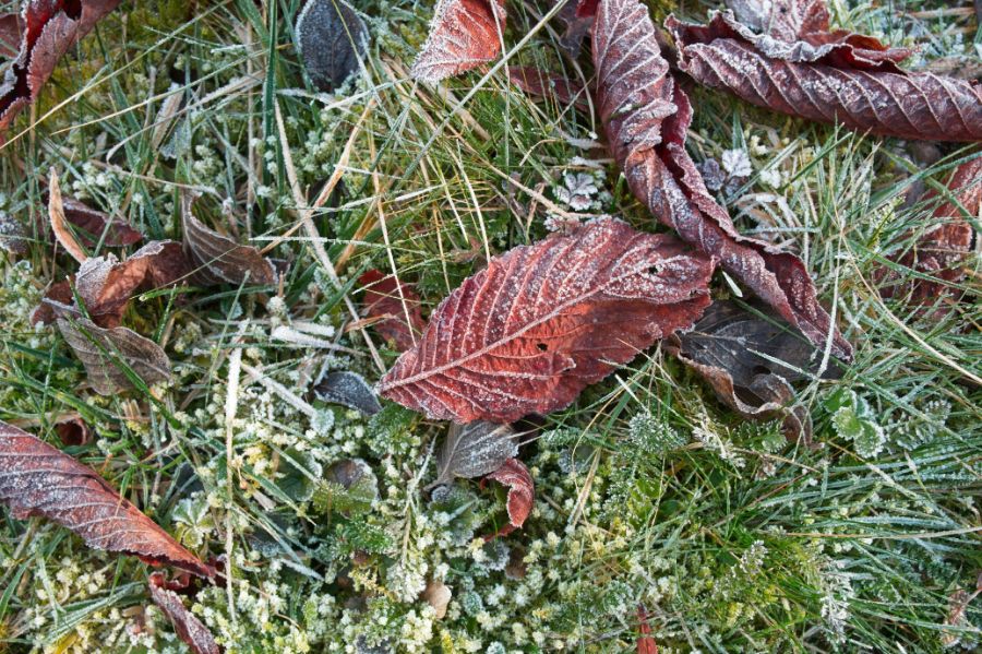 Frosty fall leaves on a lawn before winterizing